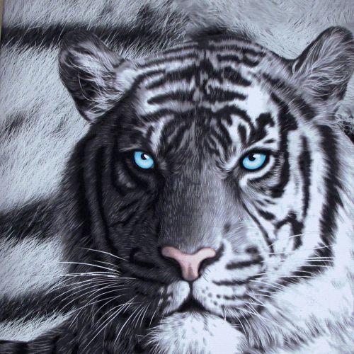 Set of 3 Printed Blue Eyes Stripes Tiger Wall Canvas 25 x 25 cm by Just Home